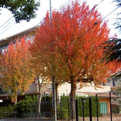 Acer buergerianum